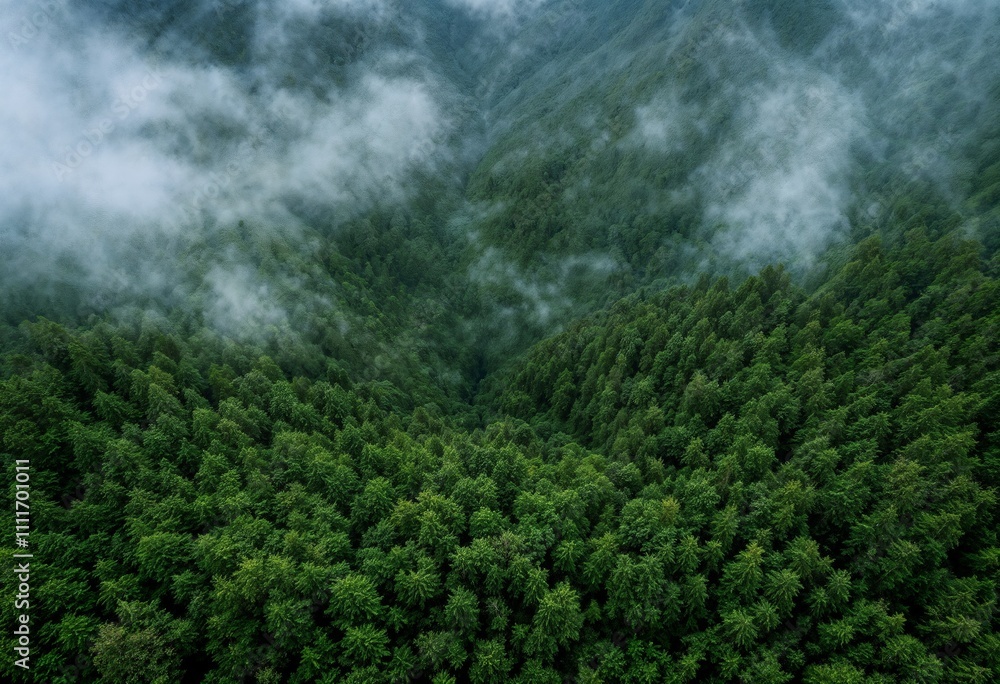 Aerial View of Lush Green Forest With Misty Clouds Above Aerial View of Lush Green Forest With Misty Clouds Above