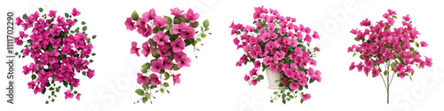 Lush and Thriving Bougainvillea Bush with Profusion of Vibrant Magenta Flowers in Bloom Creating a Beautiful and Ornamental Floral Display in the Garden or Natural Environment