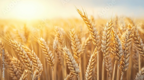Golden wheat field under a bright sun, showcasing nature's beauty.