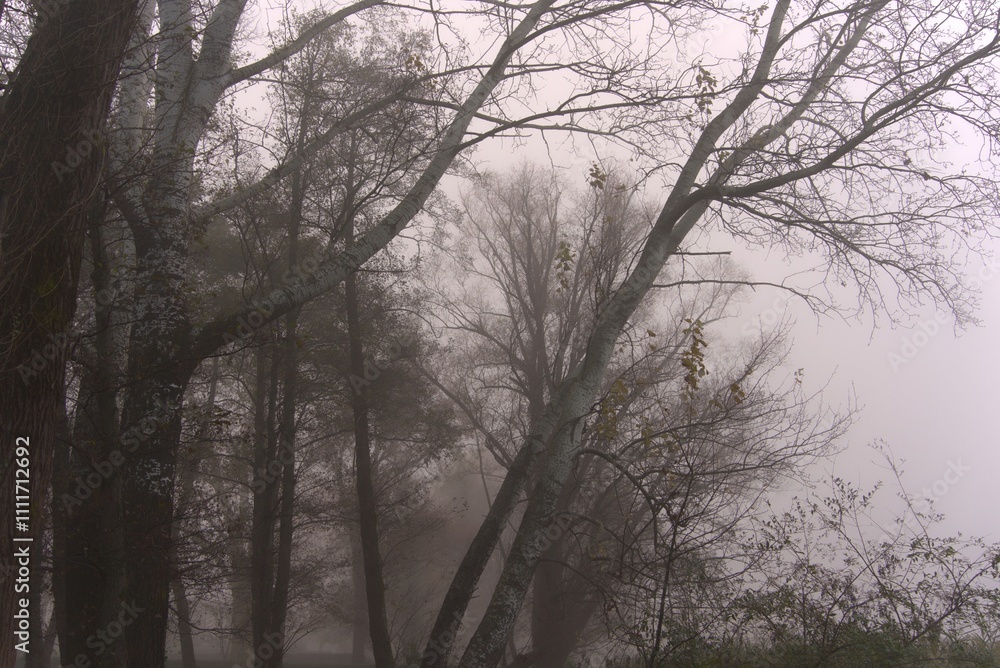 Forest in the fog in autumn. Forest in the fog in autumn.