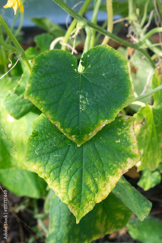 Cucumber leaves with yellow border due to lack of nutrients