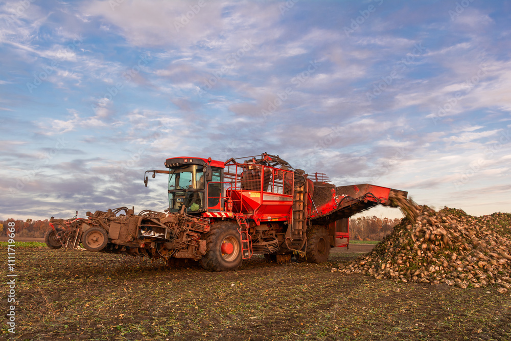 Εκτύπωση καμβά A beet harvester is filling a mound of sugar beets