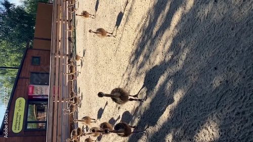 Ostrich chicks walk in the open air on a farm. Exotic animal.