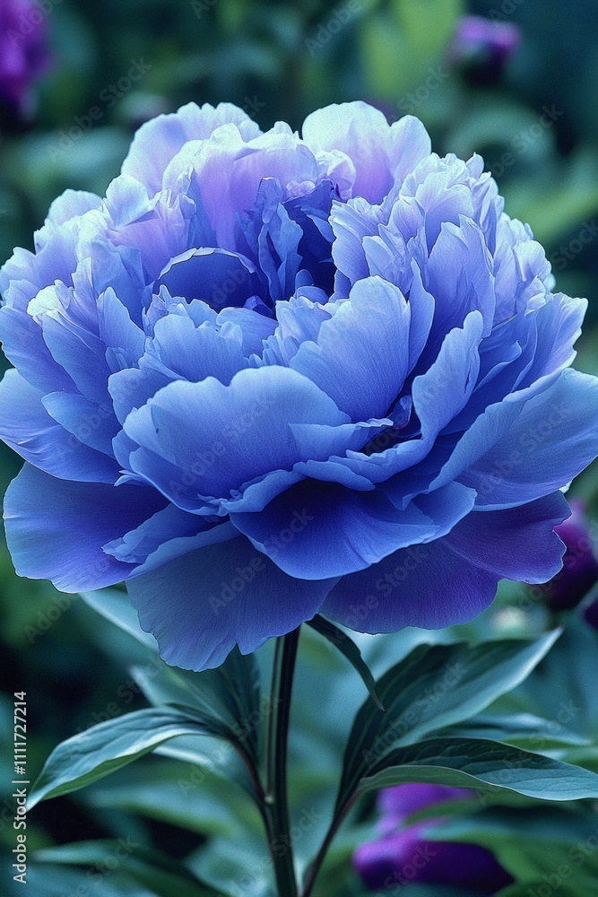 Φωτογραφία A large, blue-purple peony flower blooms, with delicate petals against a garden background