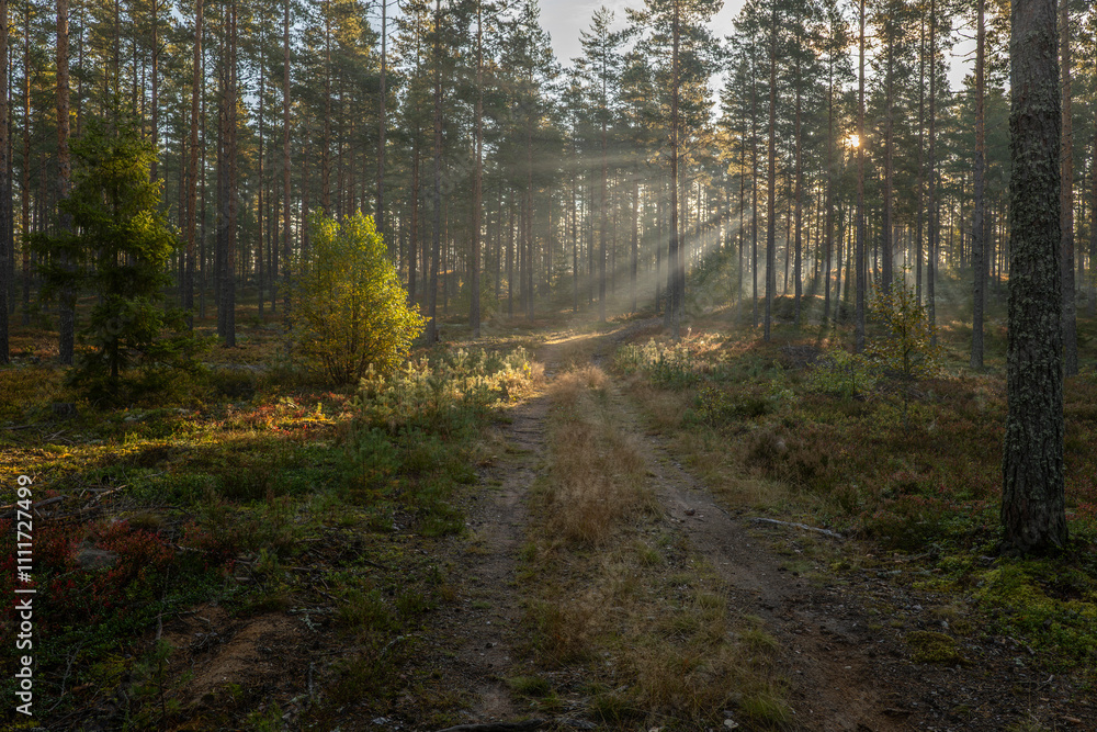 Landscape of pine forest tree in sunshine. Wild woods nature. Landscape of pine forest tree in sunshine. Wild woods nature.