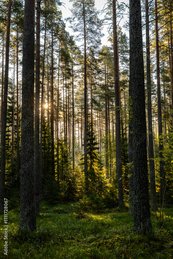 Fototapeta premium Landscape of pine forest tree in sunshine. Wild woods nature.