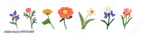 Flowers, floral plants set. Blooming blossoms, gentle spring and summer branches. Natural botanical design elements, rose, daffodil, iris. Flat vector illustration isolated on white background