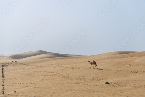 one camel in Abu Dhabi Al Qua desert in United Arab Emirates. photo