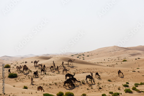 camels in Abu Dhabi Al Qua desert in United Arab Emirates. photo