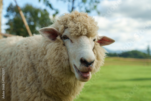 close up sheep resting in grass field