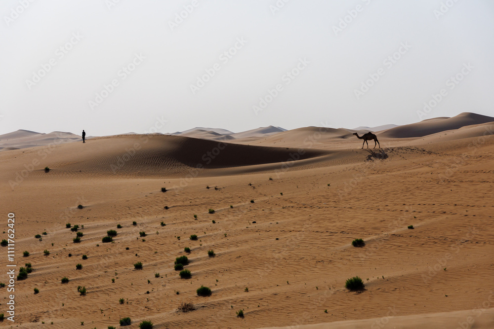 one camel following a human in Abu Dhabi Al Qua desert in United Arab Emirates. one camel following a human in Abu Dhabi Al Qua desert in United Arab Emirates.