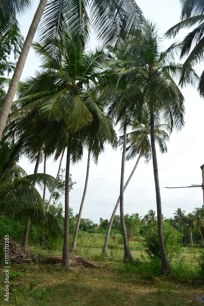 coconut tree used for many thing in india coconut tree used for many thing in india