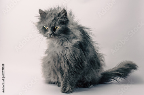 Billede på lærred shaggy angry gray adult fluffy cat on a light background