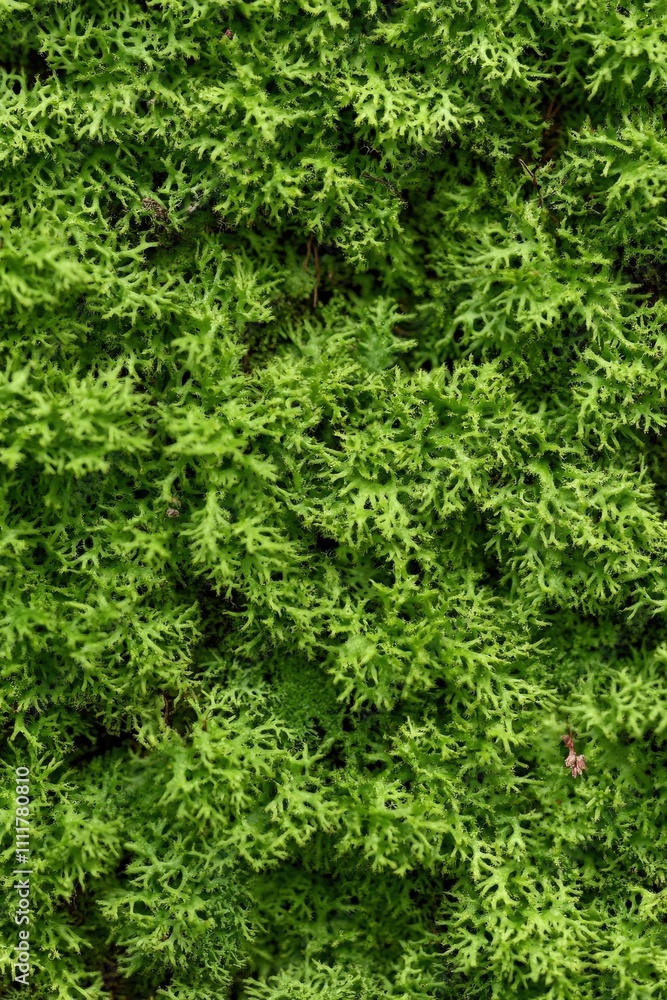 Beautiful Details of the Woods with Moss
Beautiful Details of the Woods with Moss