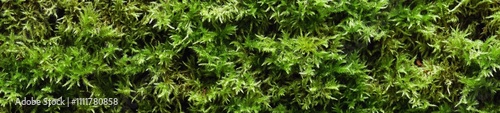 Beautiful Details of the Woods with Moss 