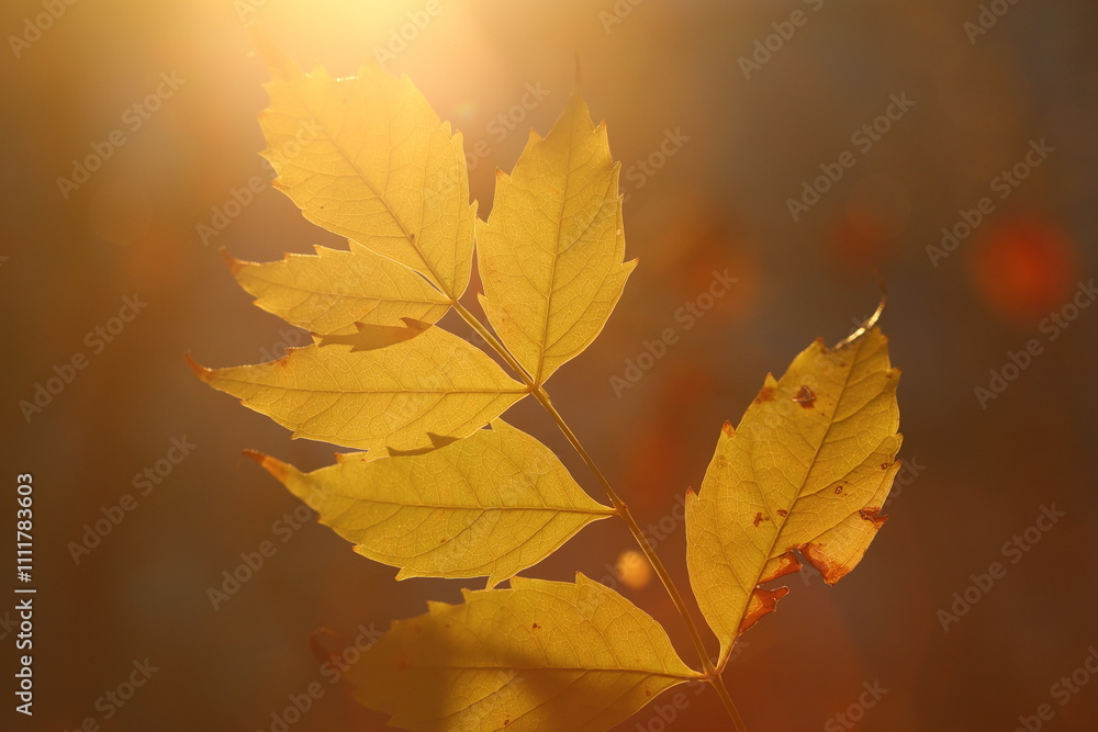 Fototapeta premium autumn leaves on sunset background ground