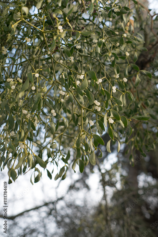 Mistletoe, a plant that parasitizes other plants. Symbol of Christmas.