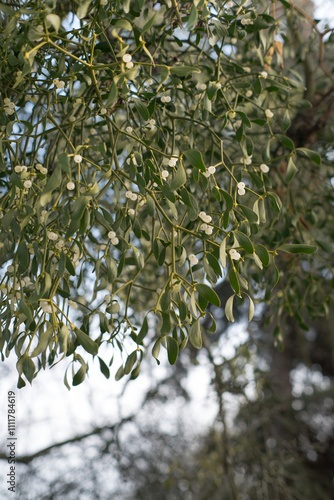 Obraz na płótnie Mistletoe, a plant that parasitizes other plants. Symbol of Christmas.
w salonie
