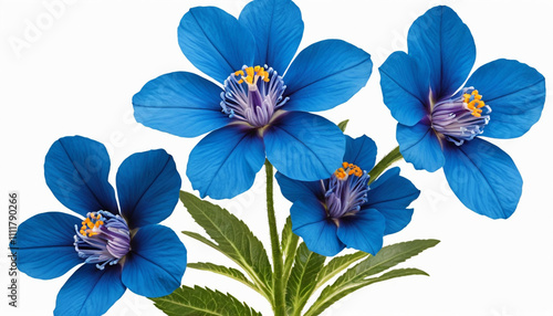  Surreal exotic high quality blue flowers macro isolated on white surface