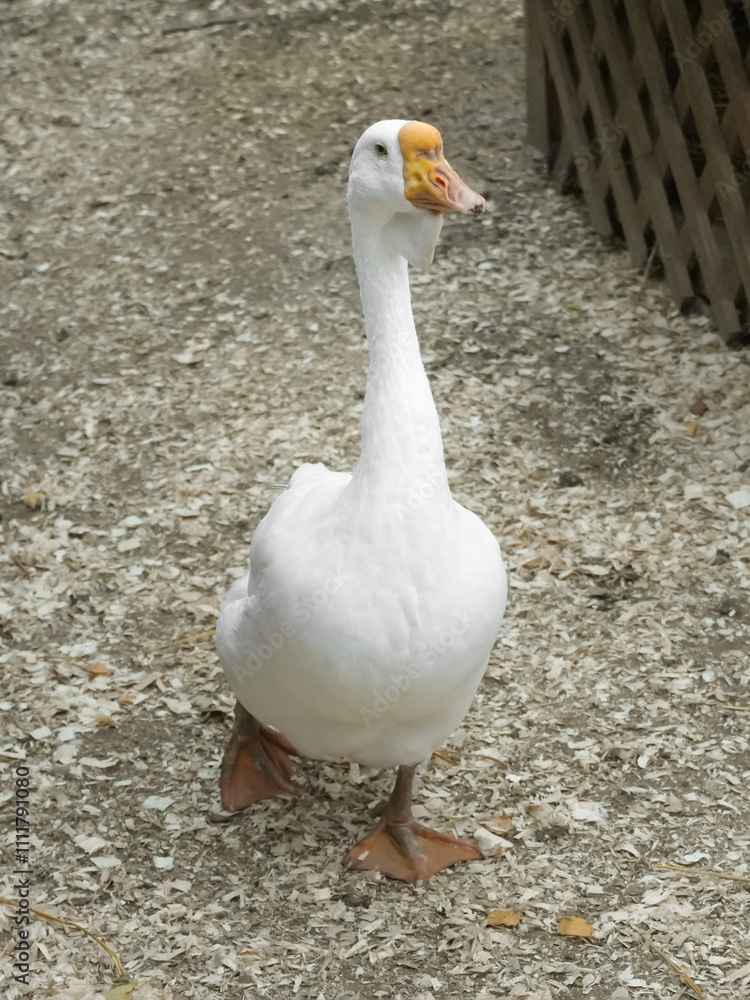 White goose with an orange beak standing in a farm, showing its elegant posture and observing the surrounding environment. Vertical photo