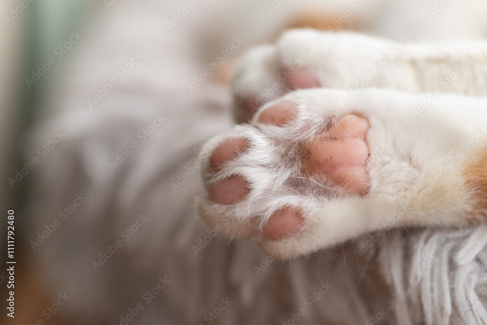 可愛い猫の足の裏 茶トラ白 可愛い猫の足の裏 茶トラ白