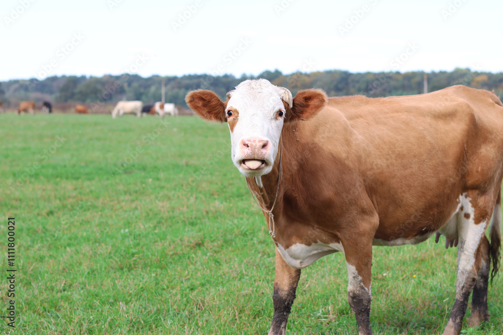 Cows graze in the pasture. Agriculture. Cattle breeding. Cows graze in the pasture. Agriculture. Cattle breeding.