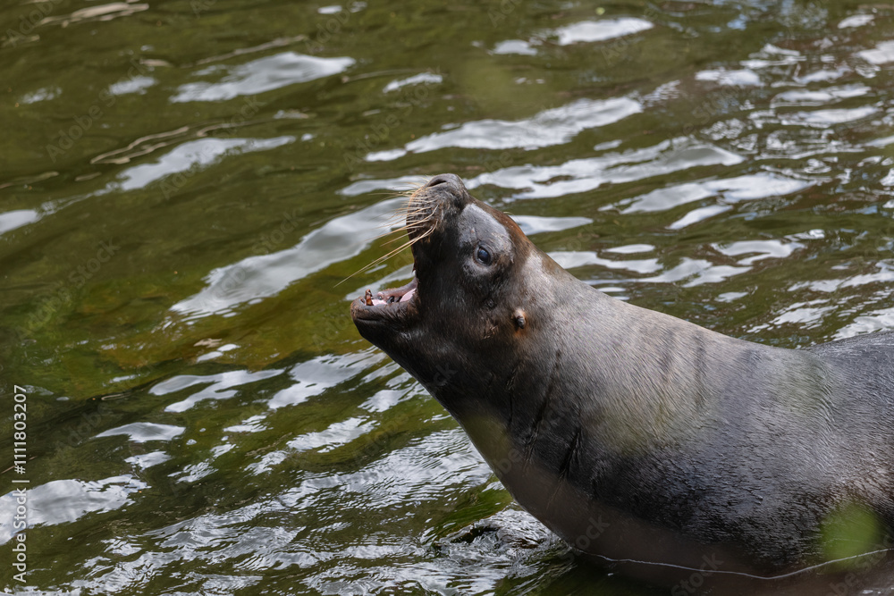 Fototapeta premium South American Sea Lion Roar