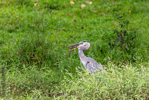 Bird great blue heron (Ardea herodias) wading in water. Refugio de Vida Silvestre Cano Negro, Wildlife and birdwatching in Costa Rica. photo