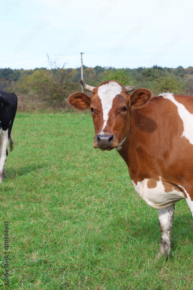 Cows graze in the pasture. Agriculture. Cattle breeding. Cows graze in the pasture. Agriculture. Cattle breeding.