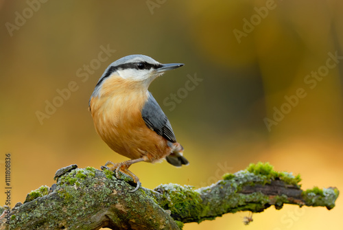 Quadro su tela Eurasian nuthatch, Sitta europaea sitting on branch in forest