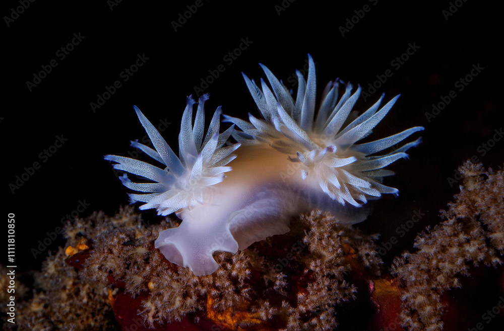 Εκτύπωση καμβά a nudibranch at shallow depths off the coast of Chile