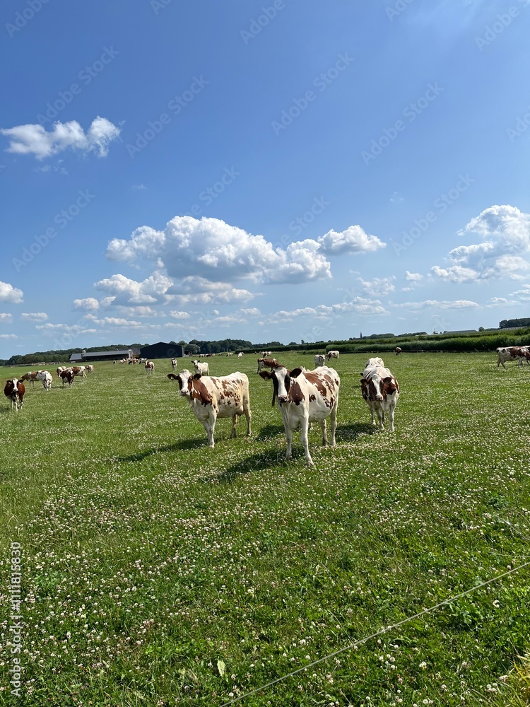 Fototapeta premium cows in the field