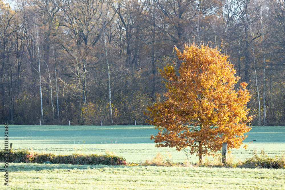 automne