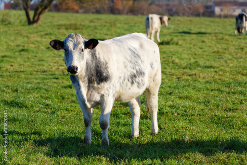 Obraz na płótnie vaches w salonie