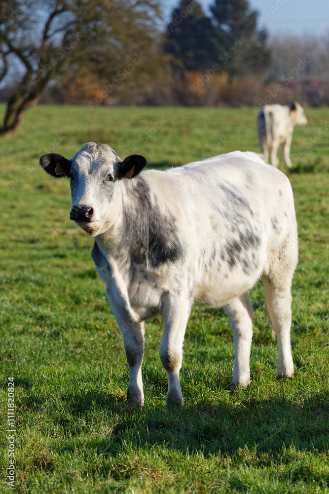 vaches