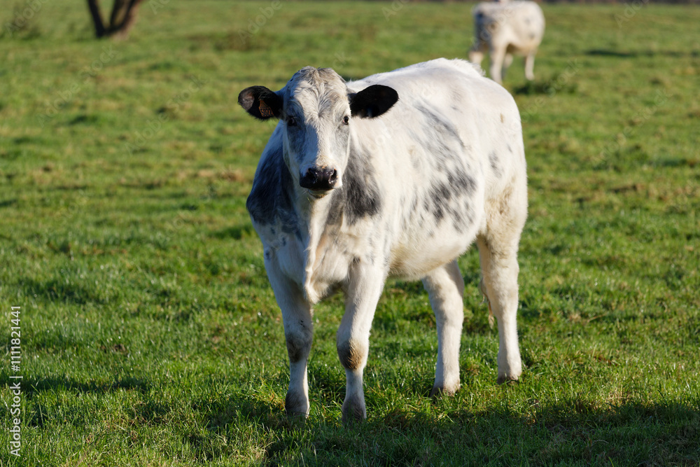 vaches vaches