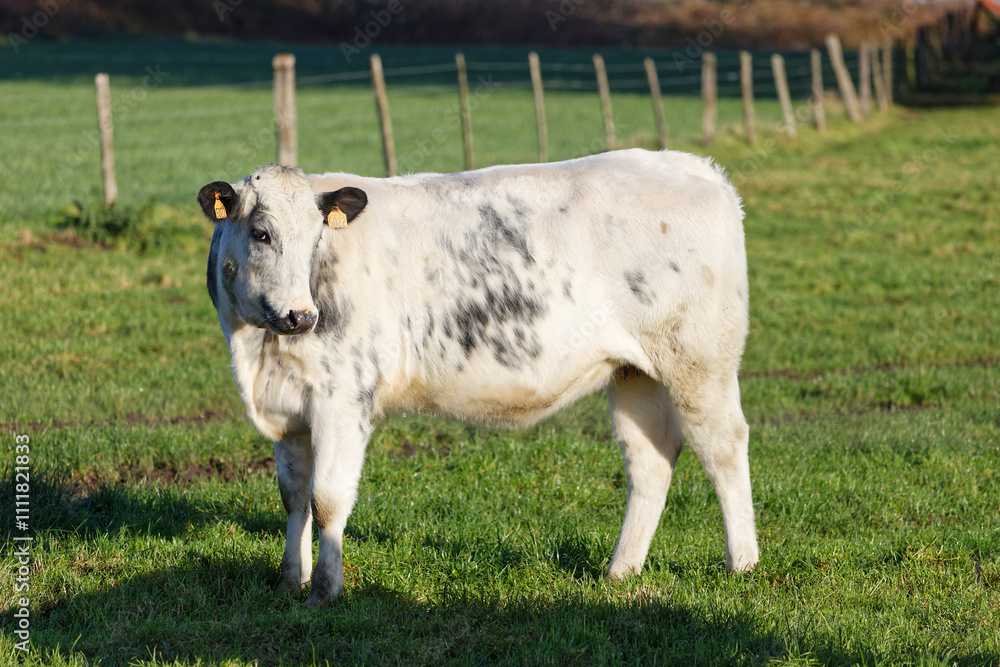 vaches