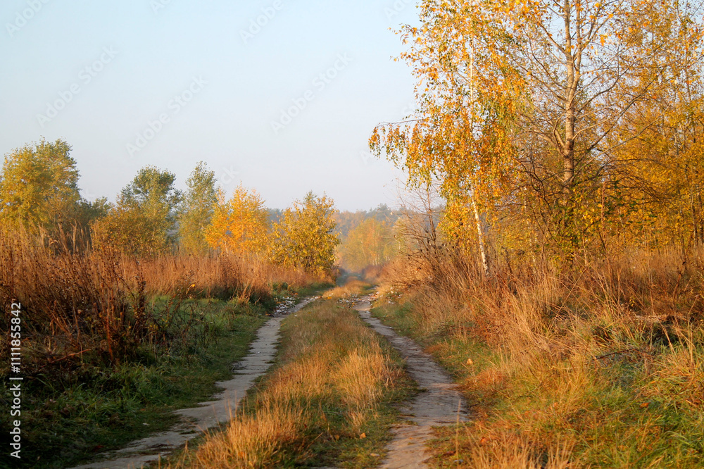 autumn in the forest autumn in the forest