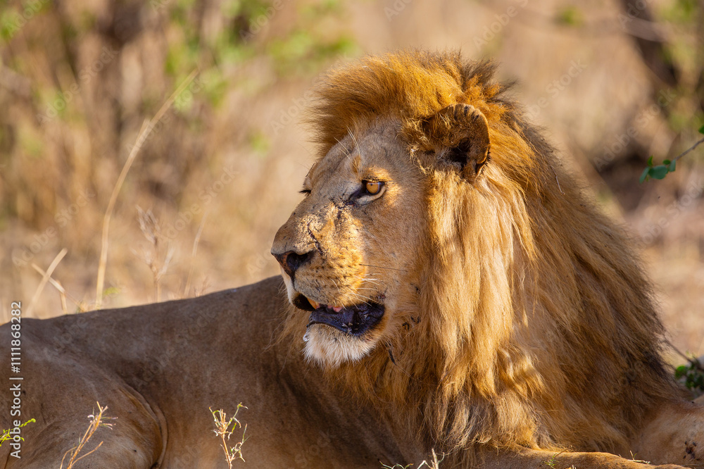 Fototapeta premium Majestic lion resting in the wild savanna of Serengeti, Tanzania