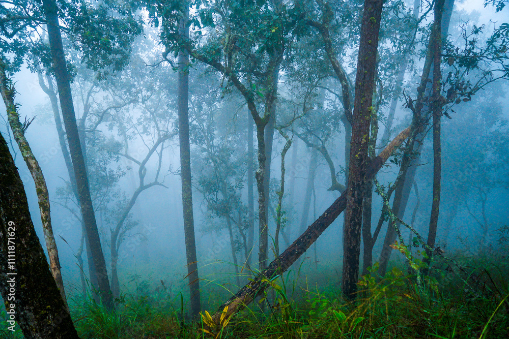 Obraz premium Mysterious foggy forest scene mountain region nature photography enchanted atmosphere wide angle serenity and isolation