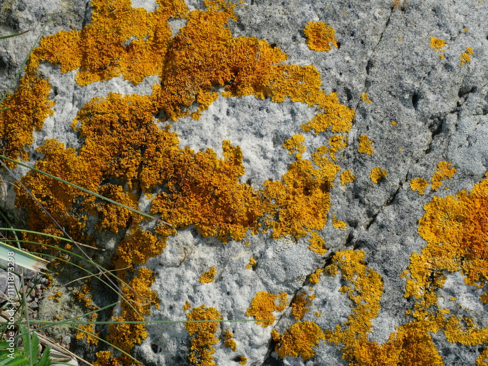 Caloplaca marina is a marine lichen growing on coasts, enduring salt and environmental factors, providing key ecological information. Caloplaca marina is a marine lichen growing on coasts, enduring salt and environmental factors, providing key ecological information.
