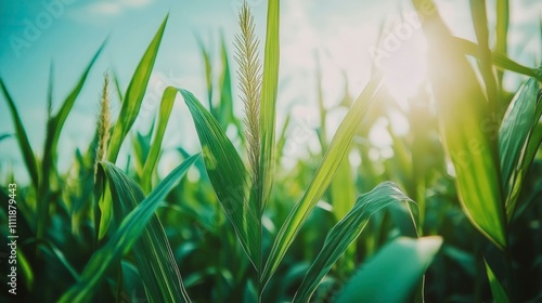 Lush Green Cornfield Under Bright Sunlight