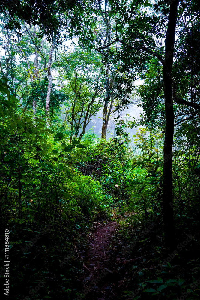 Naklejka premium Exploring the lush wilderness pathway tropical rainforest nature photography vibrant greens ground-level view eco-adventure