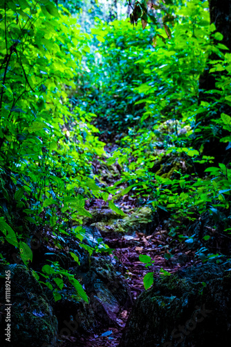 Hidden pathway through lush greenery forest trail photography nature ground level serenity and exploration