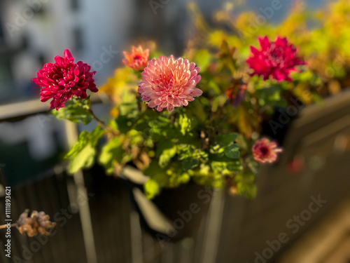 Blooming pink Chrysanthemum flowers with dried green yellow leaves in flower pot in balcony terrace garden in autumn winter time