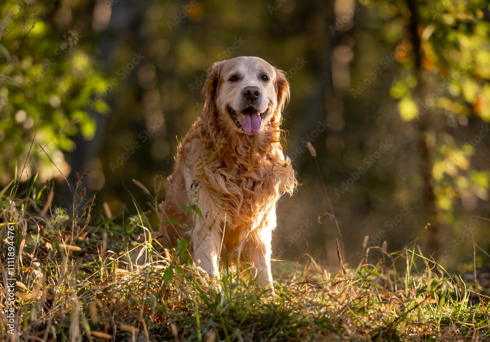 Golden Retriever Dog Enjoys Sunset In Park Golden Retriever Dog Enjoys Sunset In Park