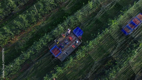 drone shot of  harvest apple tree