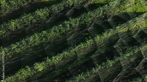 drone shot of a field of apple trees by a net