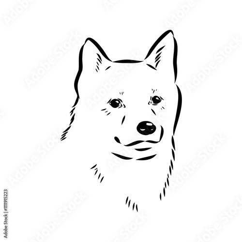 norrbottenspets dog, vector sketch dog drawn in full growth by hand sketch