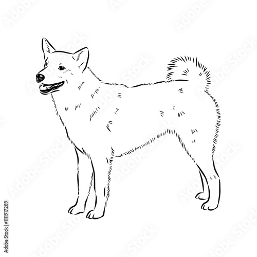 norrbottenspets dog, vector sketch dog drawn in full growth by hand sketch